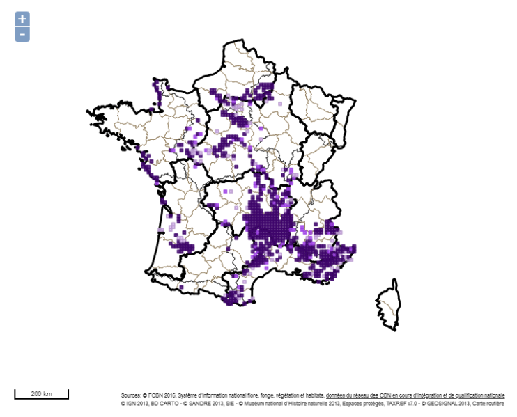 Fichier:Screenshot 2022-12-13 at 15-33-37 SI Observation Flore - Armeria arenaria (Pers.) Schult. 1820.png