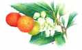 ARBUNE fruits.png