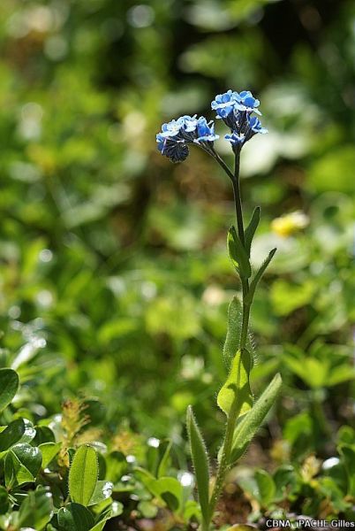 Fichier:MYOALP Plante.jpg