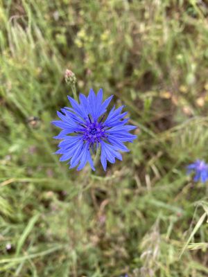 CYASEG Inflorescence.jpg