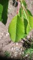 Prunus avium - Feuilles.jpg