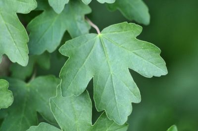 Feuilles à 5 lobes