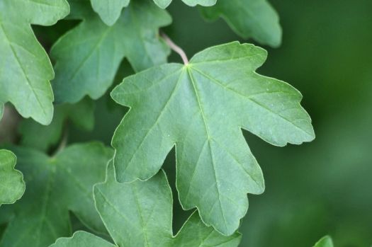 Acecam Feuilles.jpg