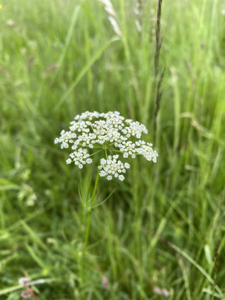 Fichier:Conopodium majus 2023-06-05 RAGACHE CBNMC.jpg