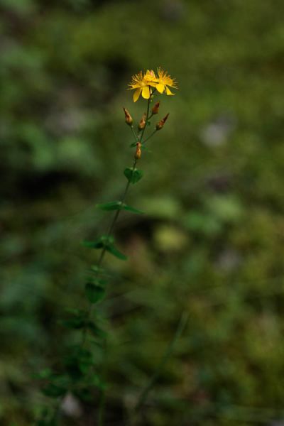 Fichier:Hypericum pulchrum DESCHEEMACKER A CBNMC 20284.jpg