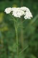 ACHMILL Inflorescence.jpg