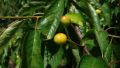 Prunus avium - Fruit avant maturité.jpg
