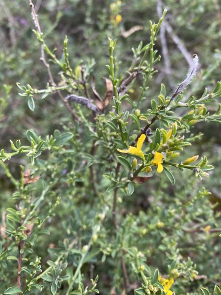 Fichier:Genista pilosa 2023-06-30 RAGACHE CBNMC.jpg
