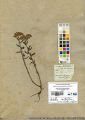 Achillea millefolium herbier.jpg