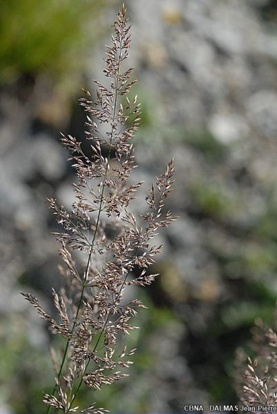 Fichier:CALVARVAR Plante.jpg