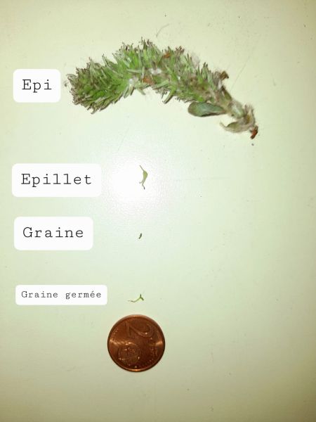 Fichier:Epi, épillet, graine et graine germée de Salix caprea.jpeg