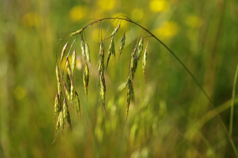 Fichier:Bromus arvensis DESCHEEMACKER A CBNMC 17404.jpg