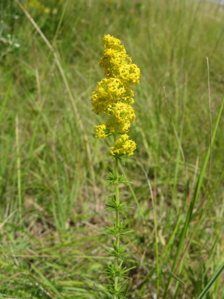 Fichier:GALVER Inflorescence.jpg